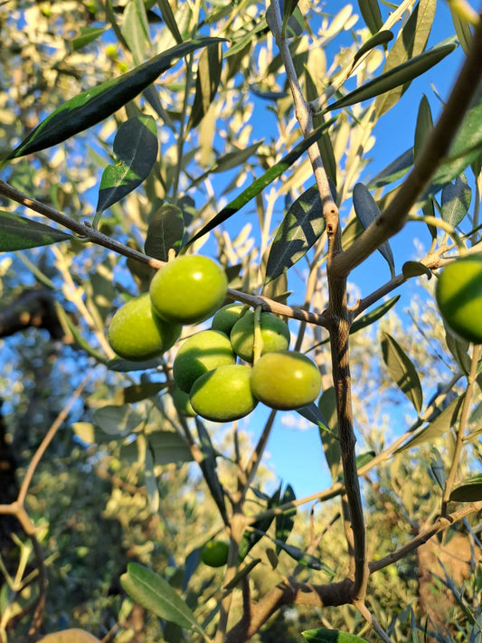 La raccolta delle olive!
