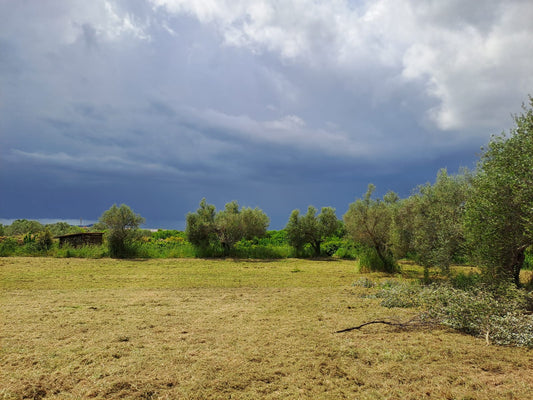 Maggio pazzerello, mese cruciale per la nuova stagione olearia